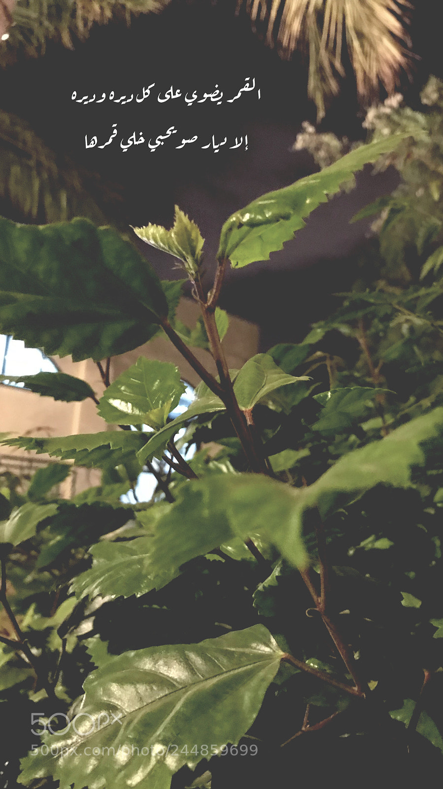 Apple iPhone 7 sample photo. Untitled photography
