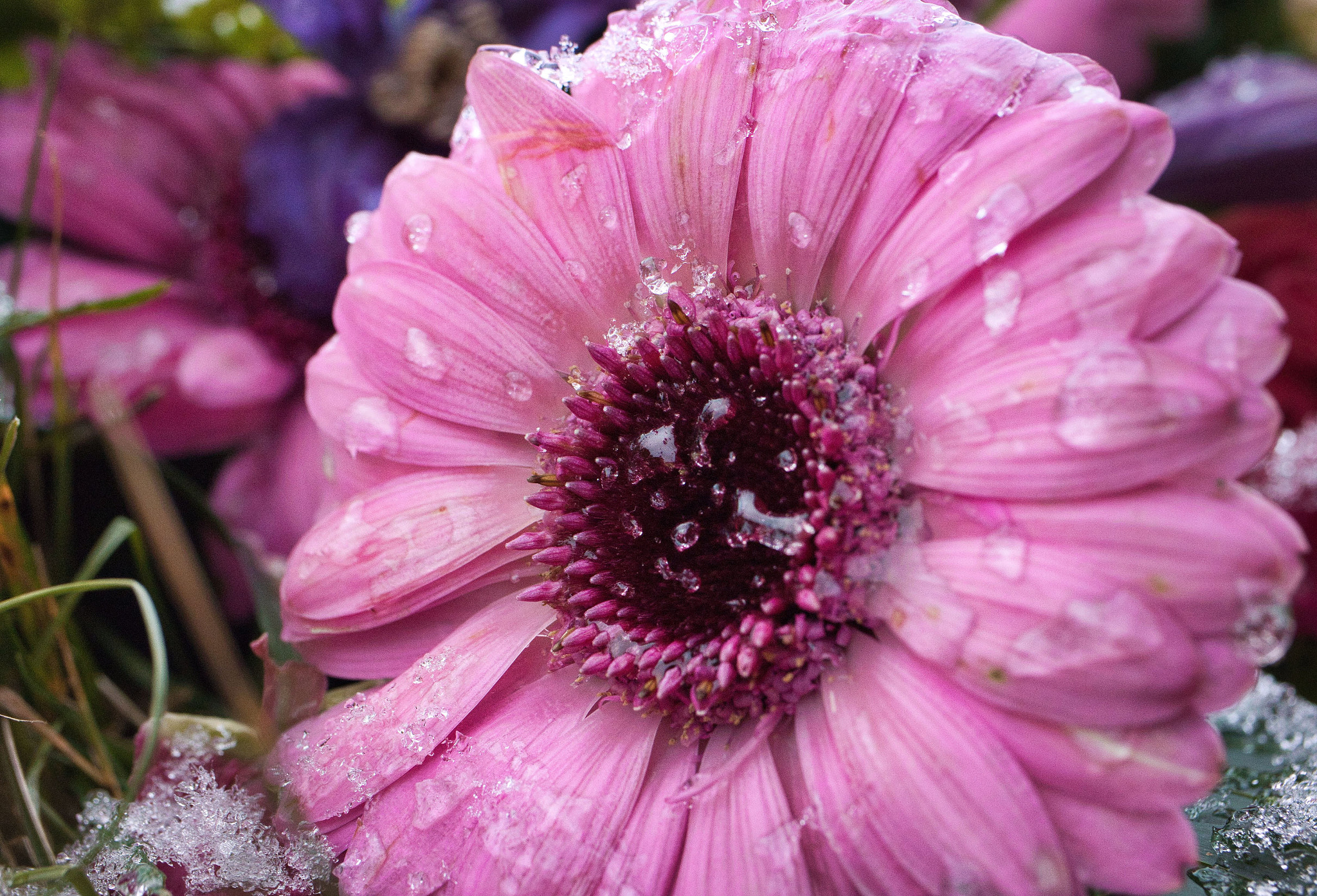 Canon EF-S 35mm F2.8 Macro IS STM sample photo. Frozen tears photography