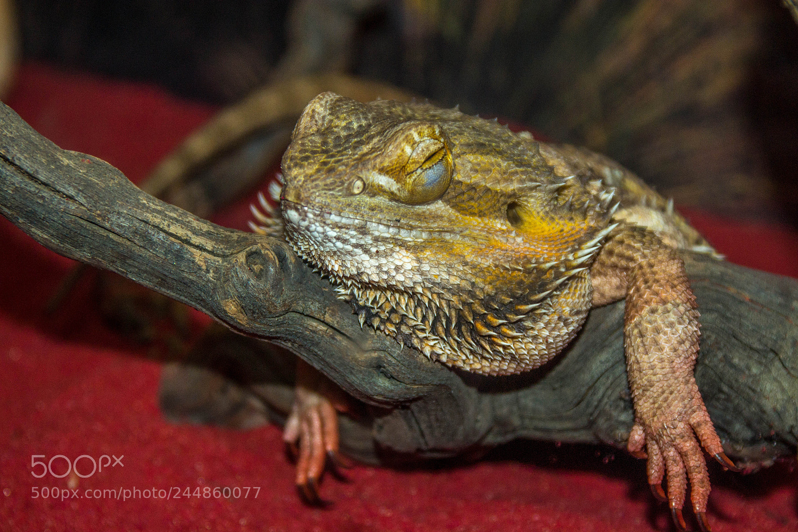 Nikon D3100 sample photo. A little nap :) photography