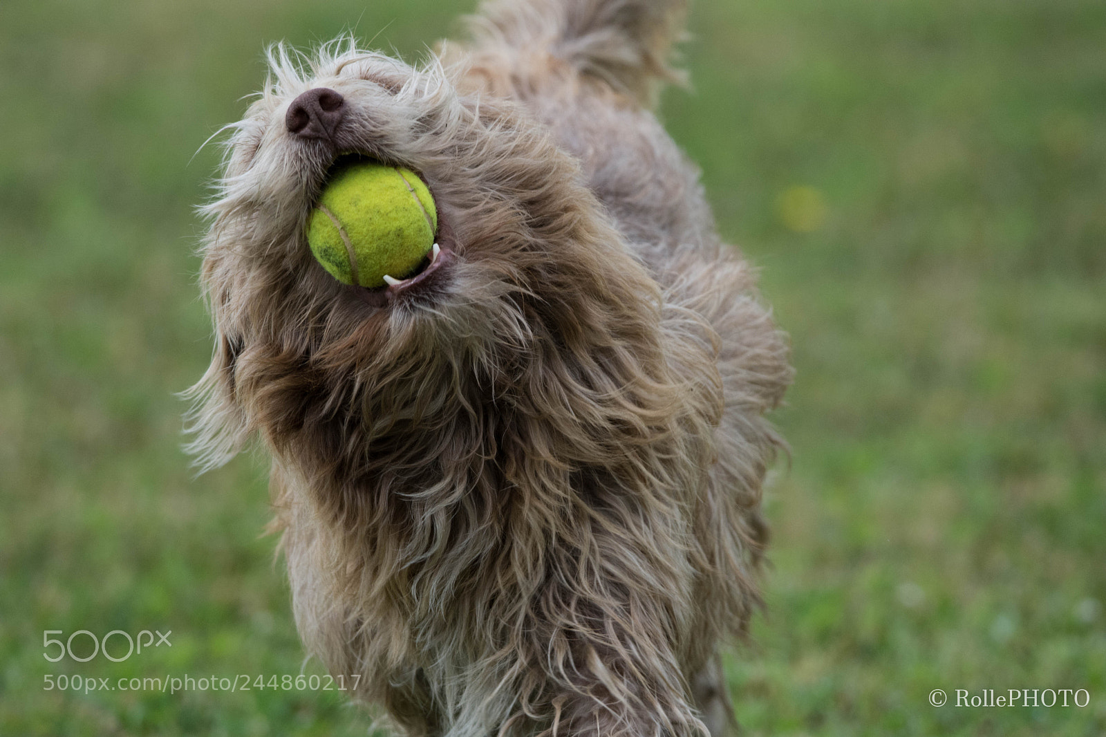 Nikon D7200 sample photo. Playing photography