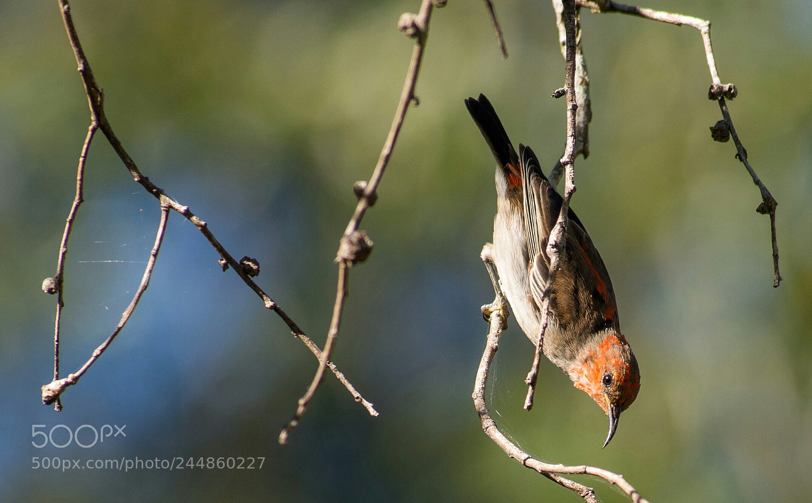 Nikon D610 sample photo. Scarlet honeyeater photography