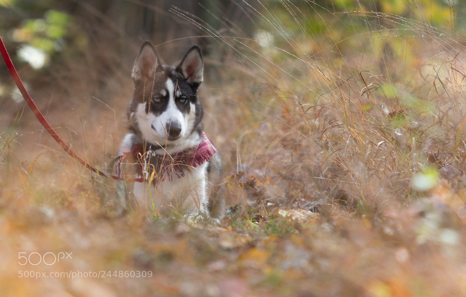 Canon EOS 60D sample photo. Husky in the grass photography