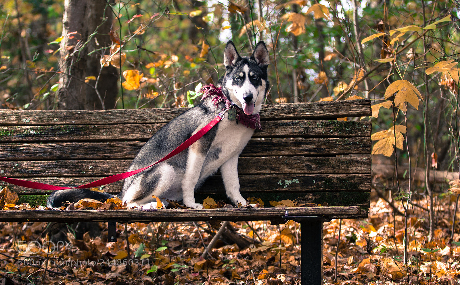 Canon EOS 60D sample photo. Husky on the bench photography