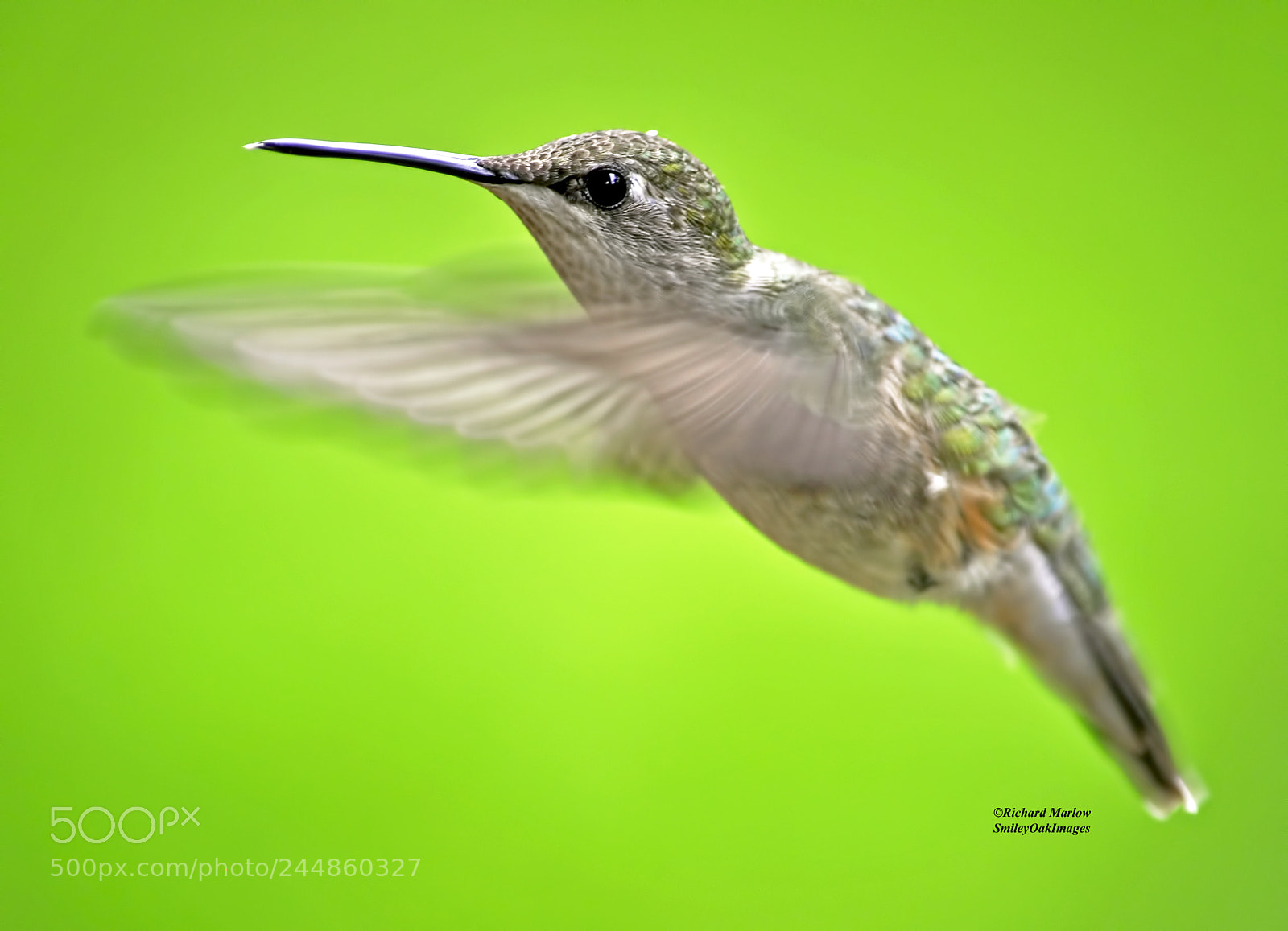 Nikon D5000 sample photo. Hummingbird photography