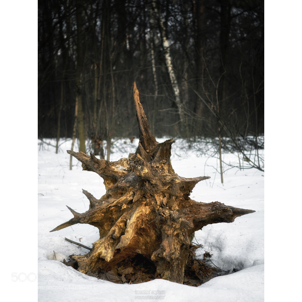 Olympus PEN E-PL5 sample photo. Stump photography