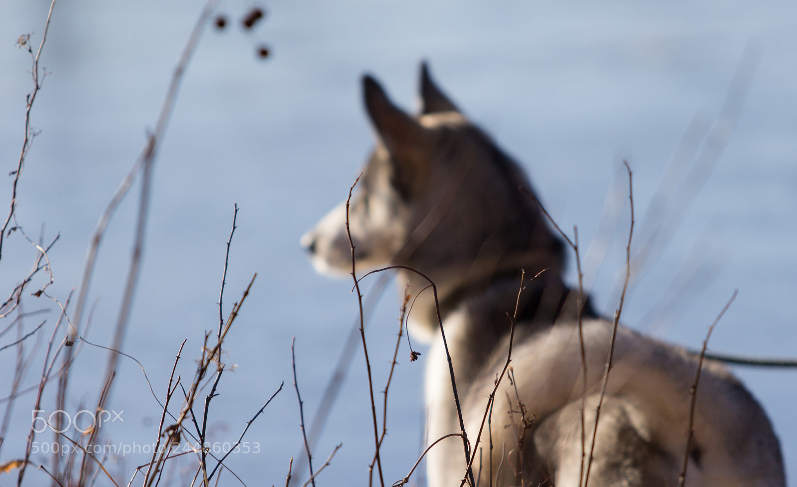 Canon EOS 60D sample photo. Husky behind the twigs photography