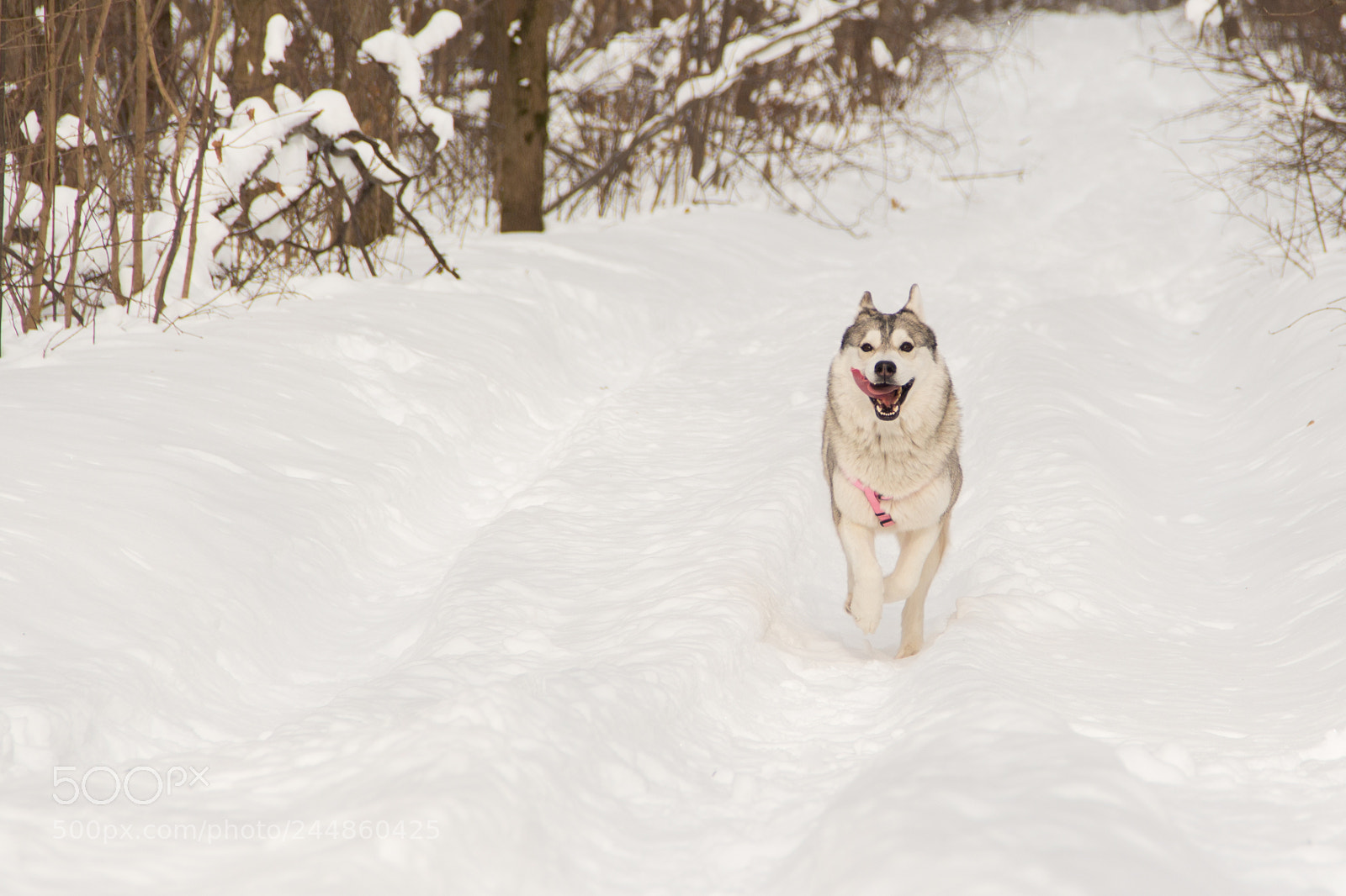 Canon EOS 650D (EOS Rebel T4i / EOS Kiss X6i) sample photo. Siberian husky wolf dog photography