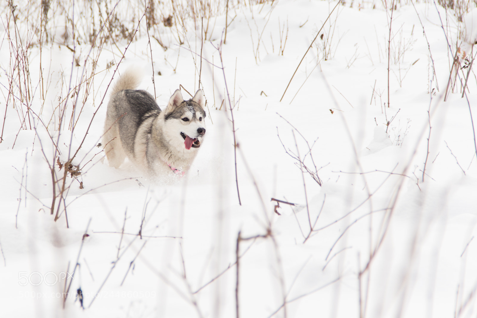 Canon EOS 650D (EOS Rebel T4i / EOS Kiss X6i) sample photo. Running siberian husky dog photography
