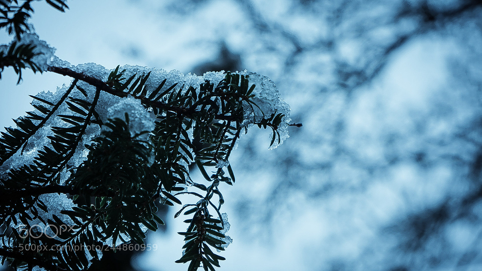 Sony a7 sample photo. Untitled photography