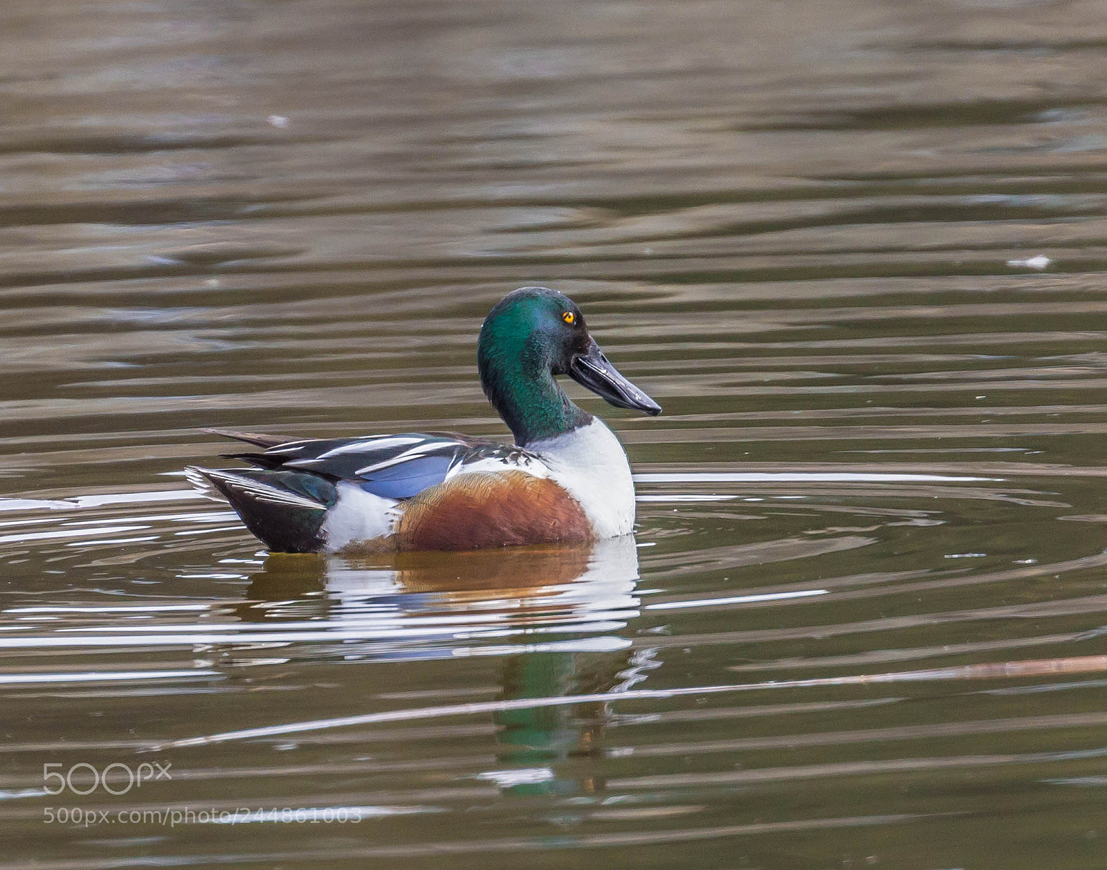 Canon EOS 600D (Rebel EOS T3i / EOS Kiss X5) sample photo. Northern shoveler male photography