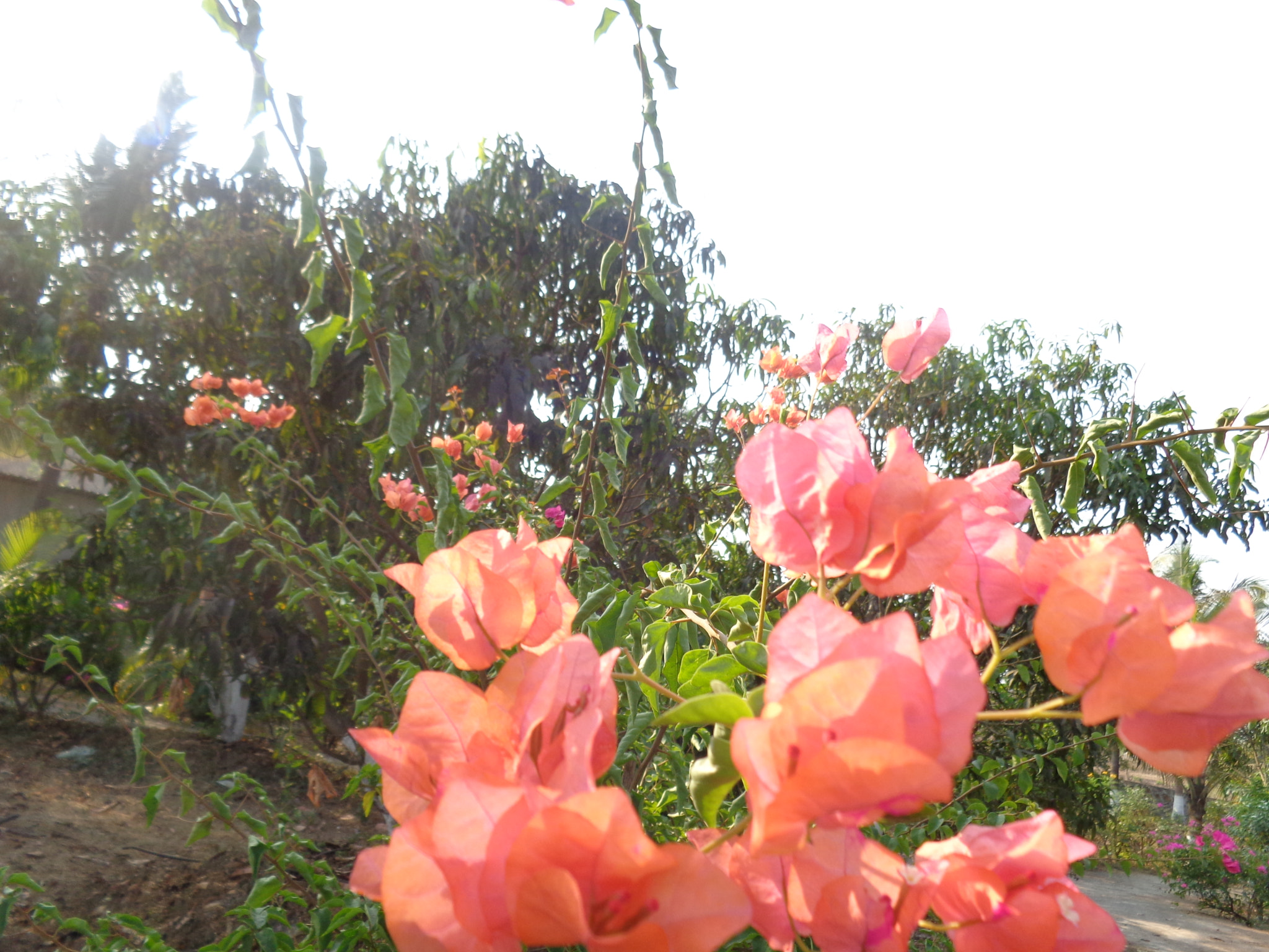 Sony Cyber-shot DSC-W730 sample photo. Jejuri - india photography
