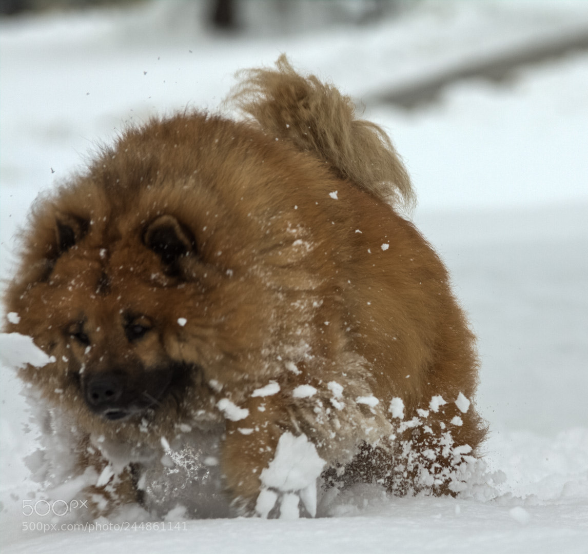 Canon EOS 50D sample photo. Winter time photography
