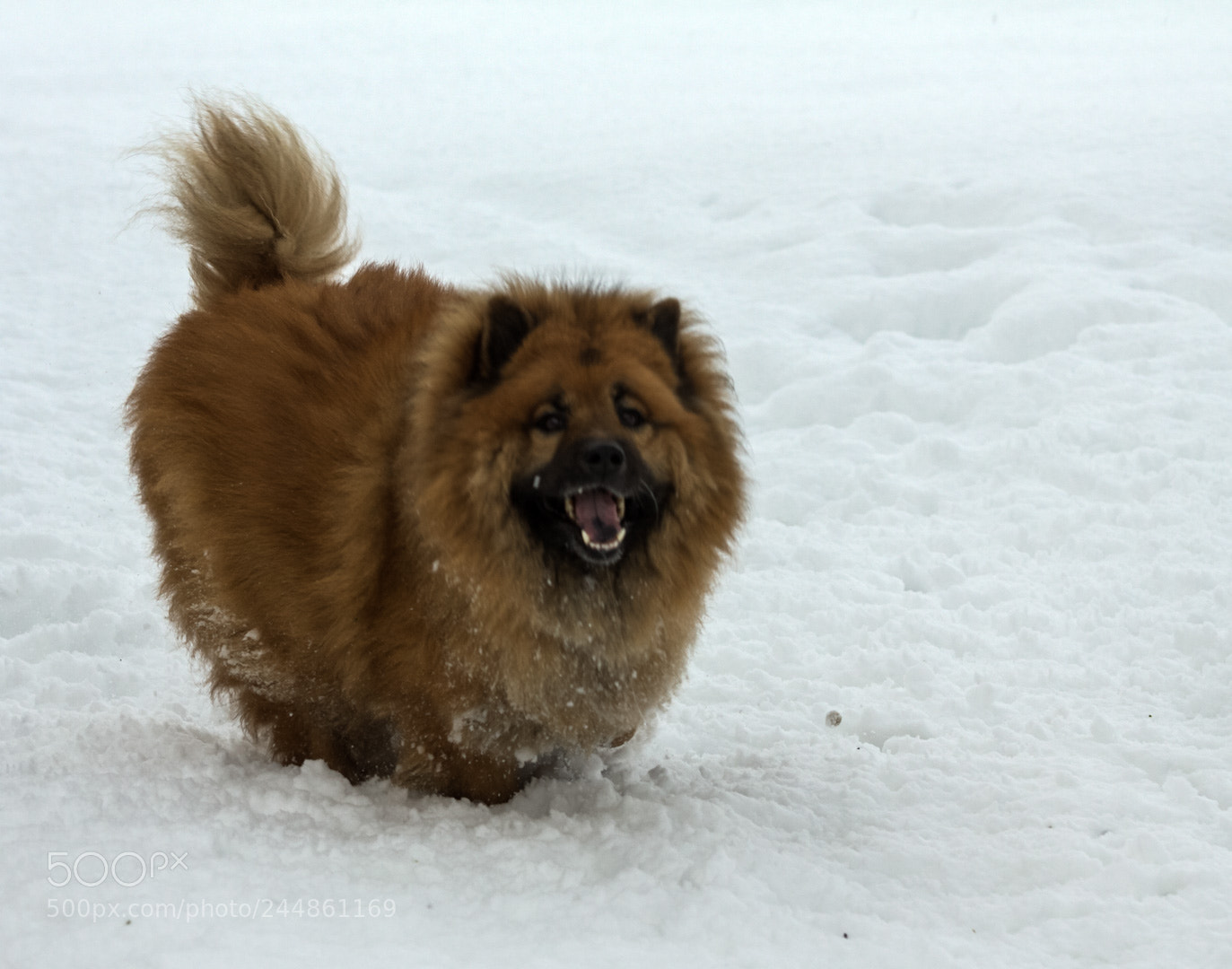 Canon EOS 50D sample photo. Winter time photography