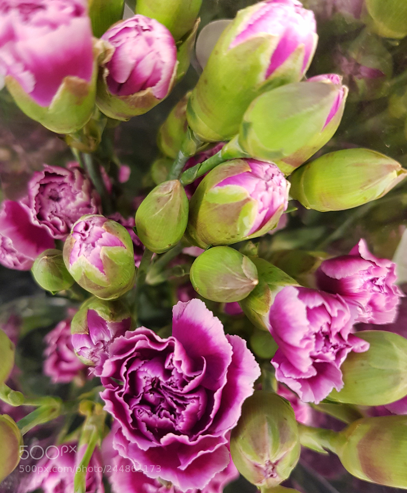 Samsung Galaxy S8 sample photo. Flower mood photography