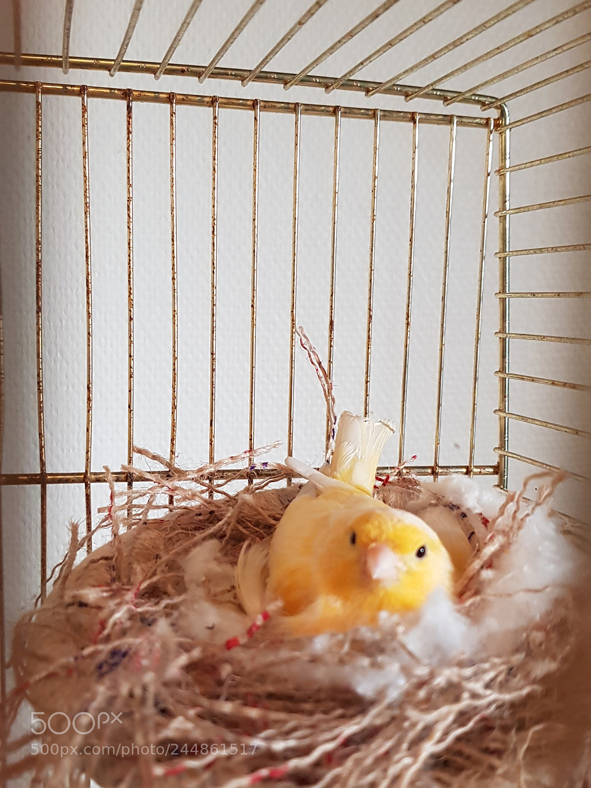 Samsung Galaxy S8 sample photo. Nest photography