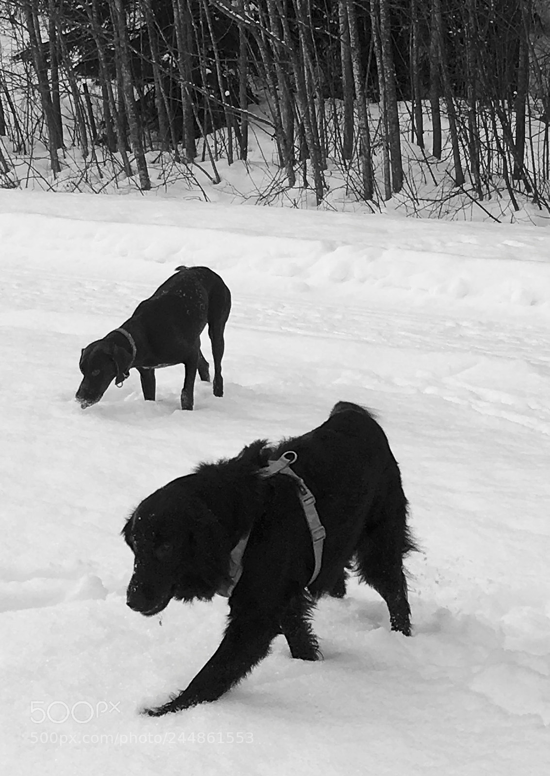 Apple iPhone 6s sample photo. Sniffin happy dogs photography