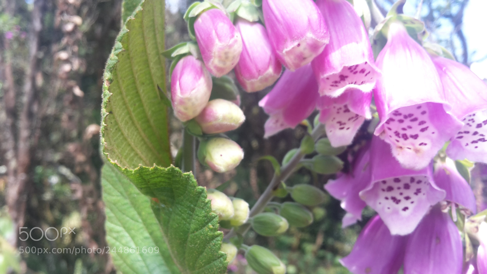 Samsung Galaxy S5 Mini sample photo. Untitled photography