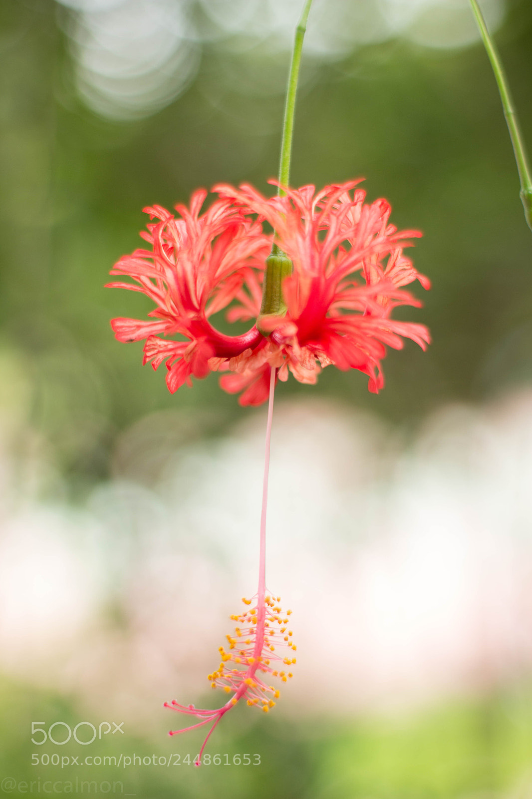 Canon EOS 700D (EOS Rebel T5i / EOS Kiss X7i) sample photo. Hibiscus ii photography