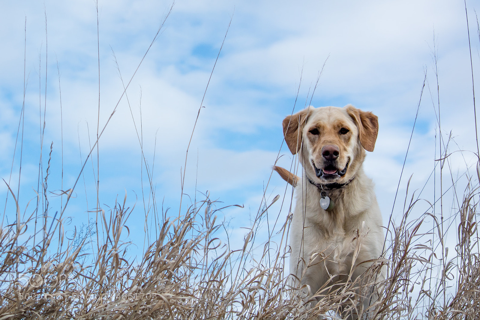 Nikon D7100 sample photo. Field dog photography
