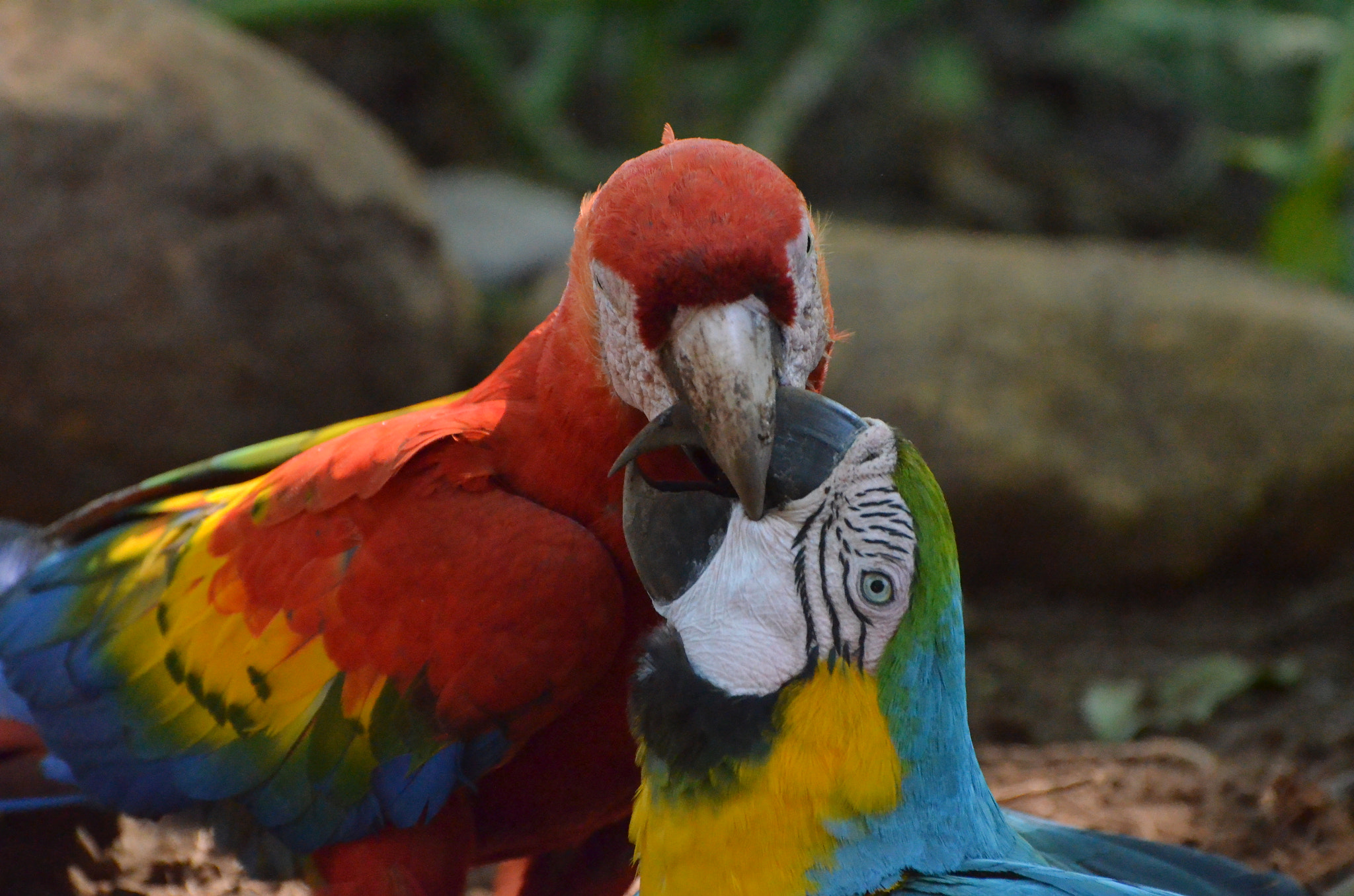 Nikon D5100 sample photo. What they doing? photography