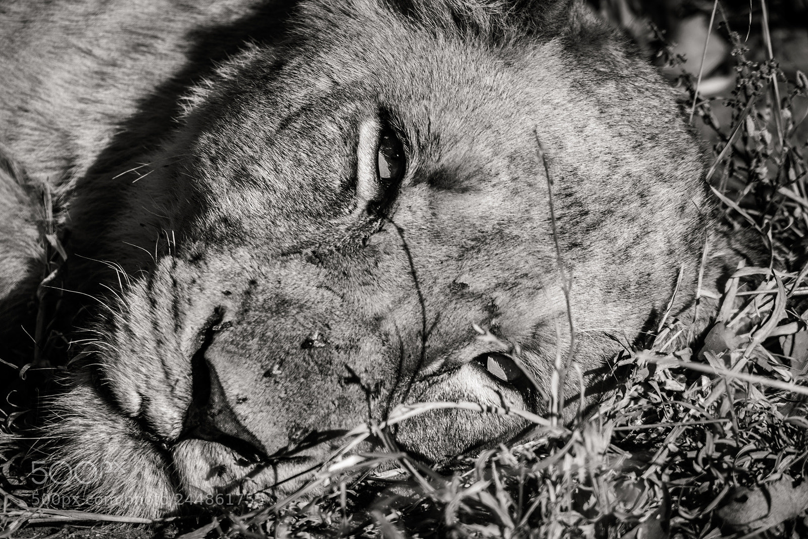 Nikon D800 sample photo. Young male lion chilling photography