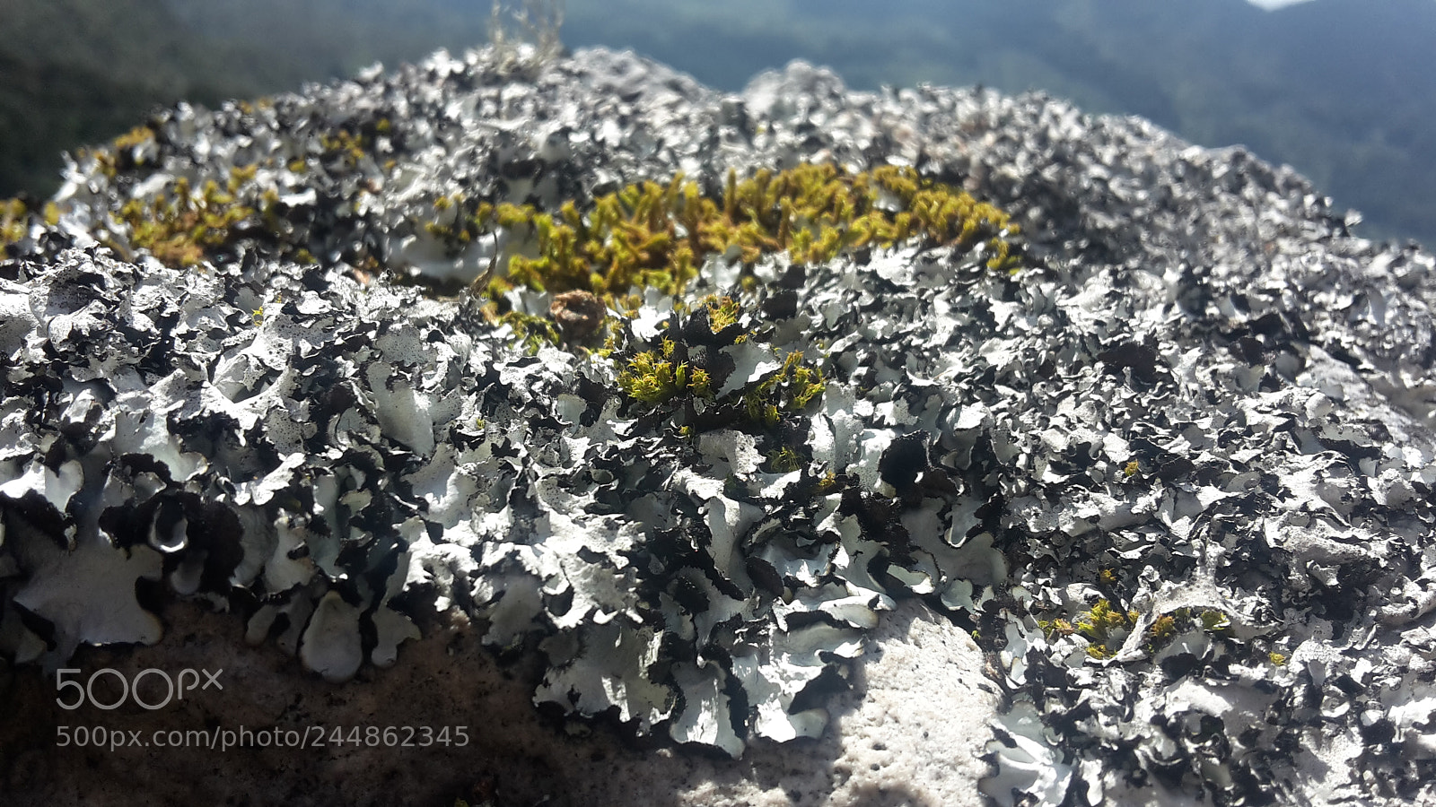 Samsung Galaxy S5 Mini sample photo. Textures photography