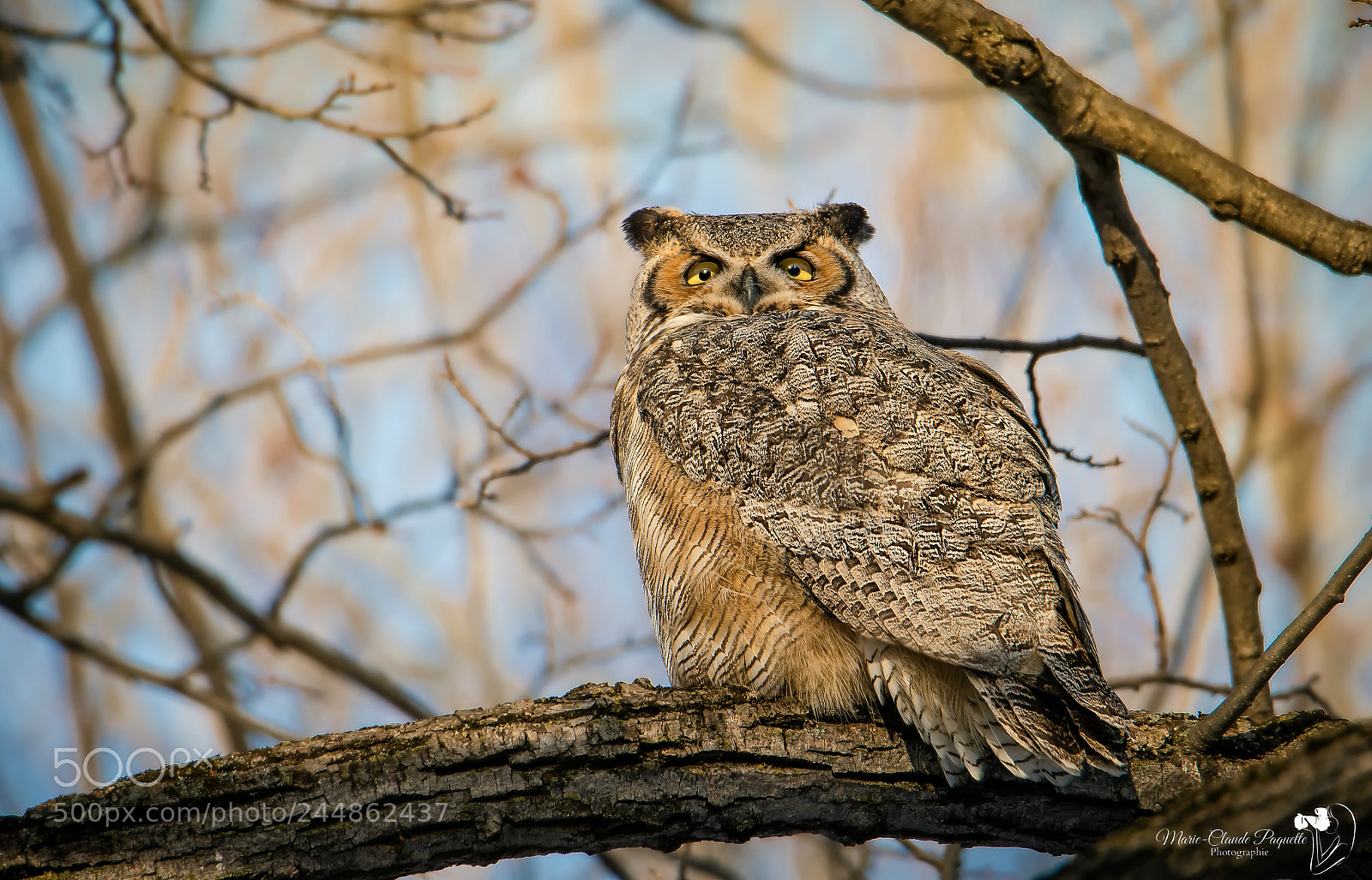 Nikon D500 sample photo. Grand duc au coucher photography