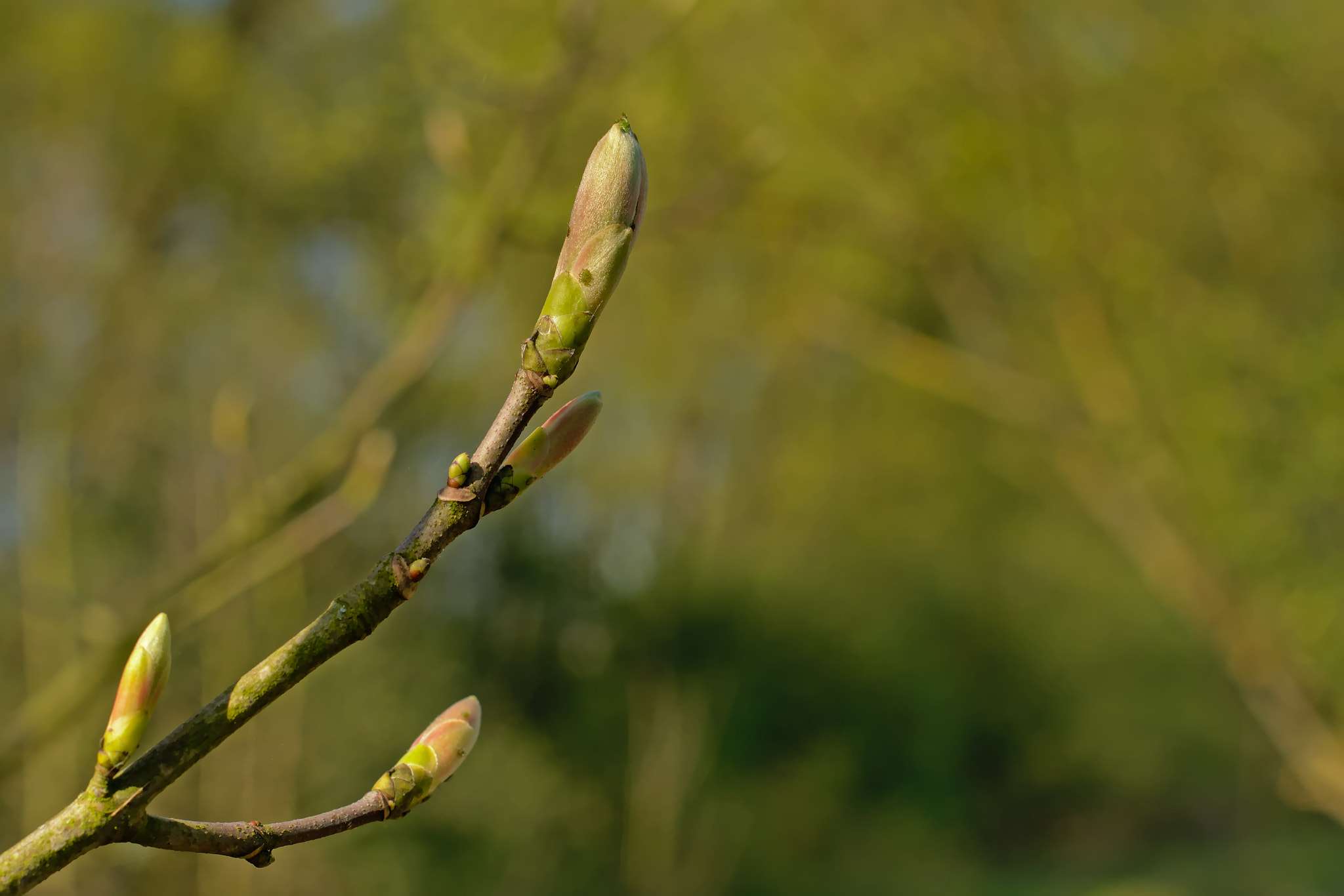 Nikon D5200 + Nikon AF-S Nikkor 50mm F1.8G sample photo. Oak branch with sprouting leaf buds in spring, sel photography