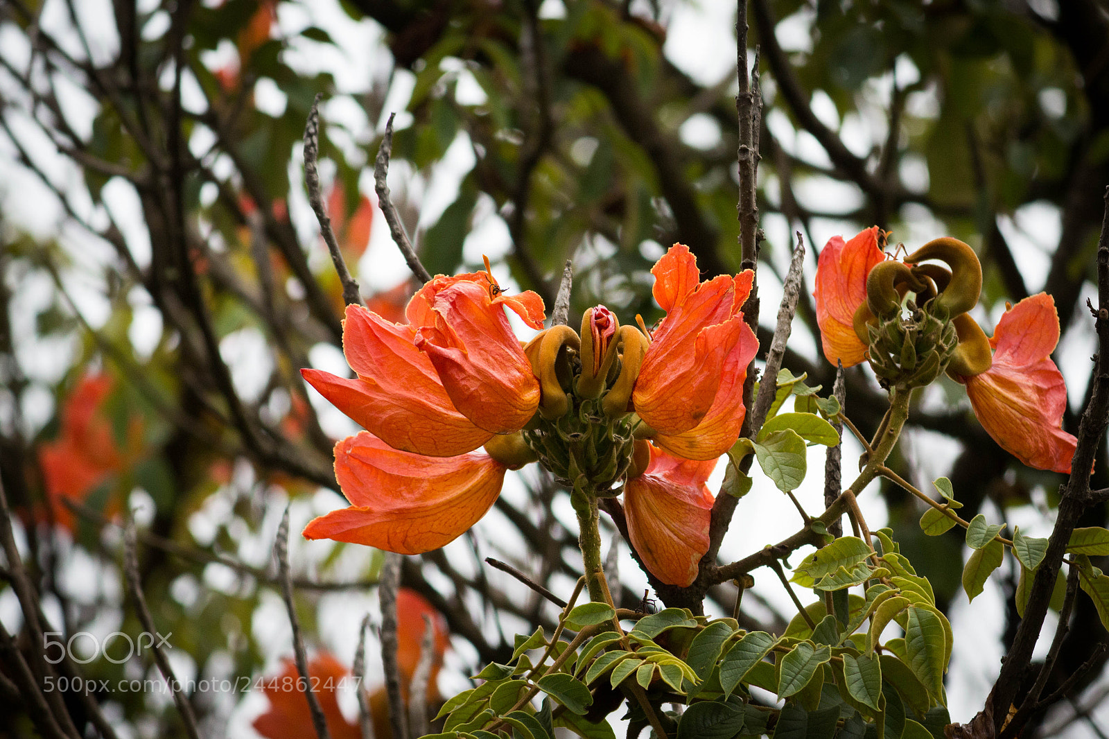 Canon EOS 700D (EOS Rebel T5i / EOS Kiss X7i) sample photo. Orange flowers photography