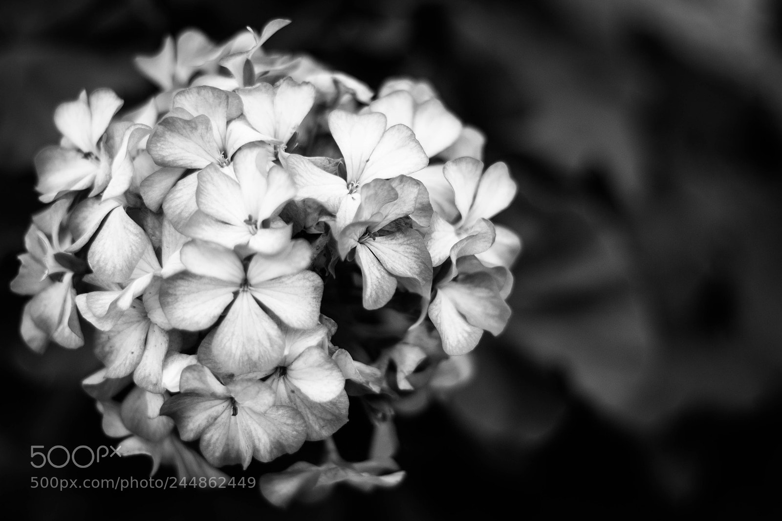 Canon EOS 700D (EOS Rebel T5i / EOS Kiss X7i) sample photo. Hydragea b&w photography