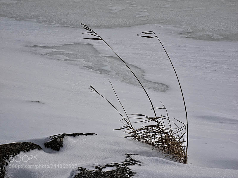 Olympus OM-D E-M1 sample photo. Winter shoreline grasses photography