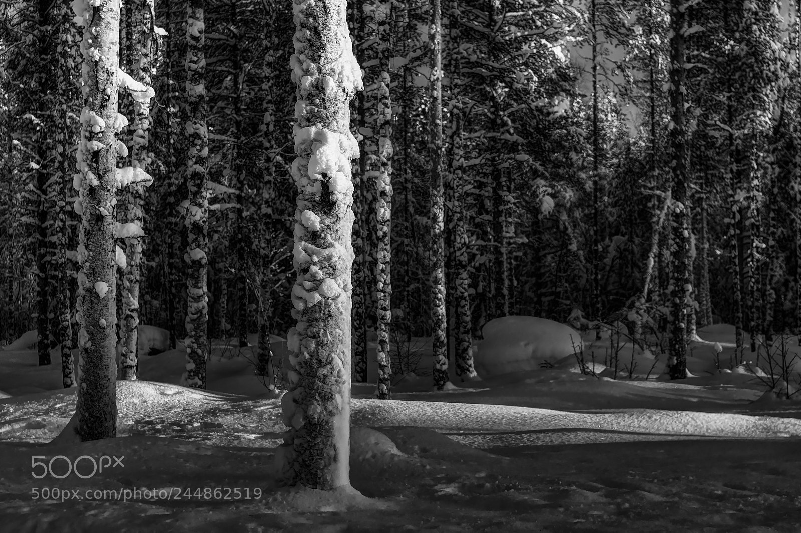 Nikon D500 sample photo. Logs with snow photography