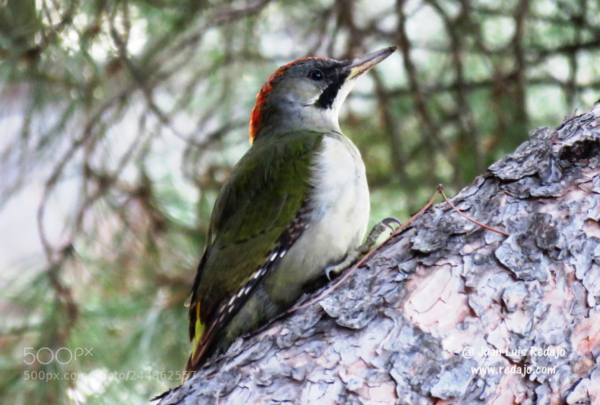 Canon PowerShot SX60 HS sample photo. Picus viridis photography