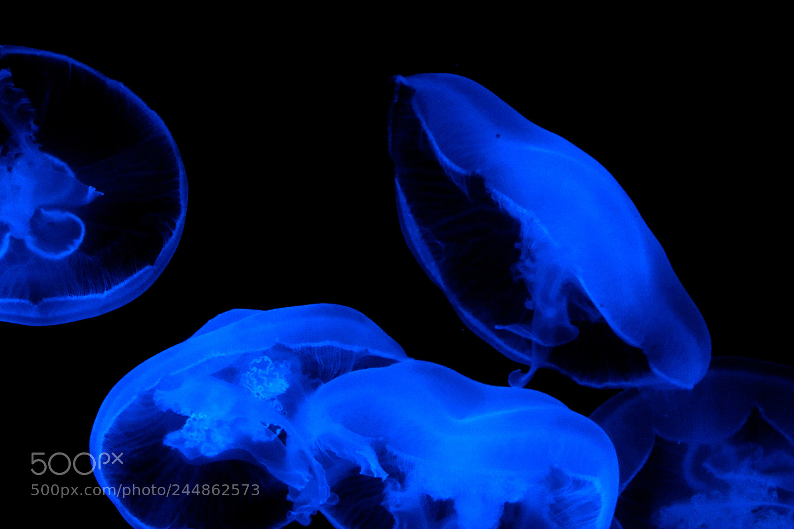 Canon EOS 1200D (EOS Rebel T5 / EOS Kiss X70 / EOS Hi) sample photo. Jellyfish photography