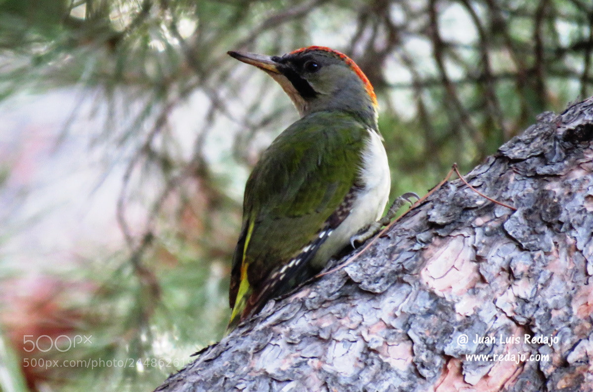 Canon PowerShot SX60 HS sample photo. Picus viridis photography