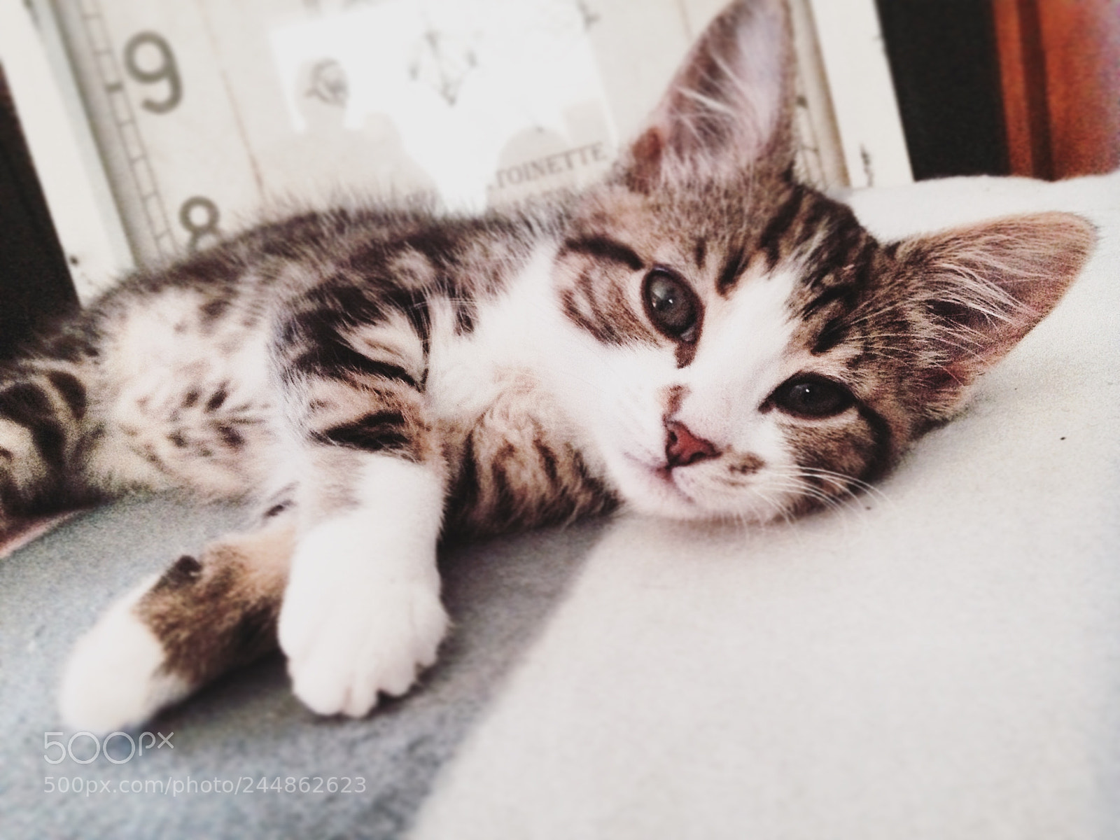 Apple iPhone 5 sample photo. My kitten, leah? photography