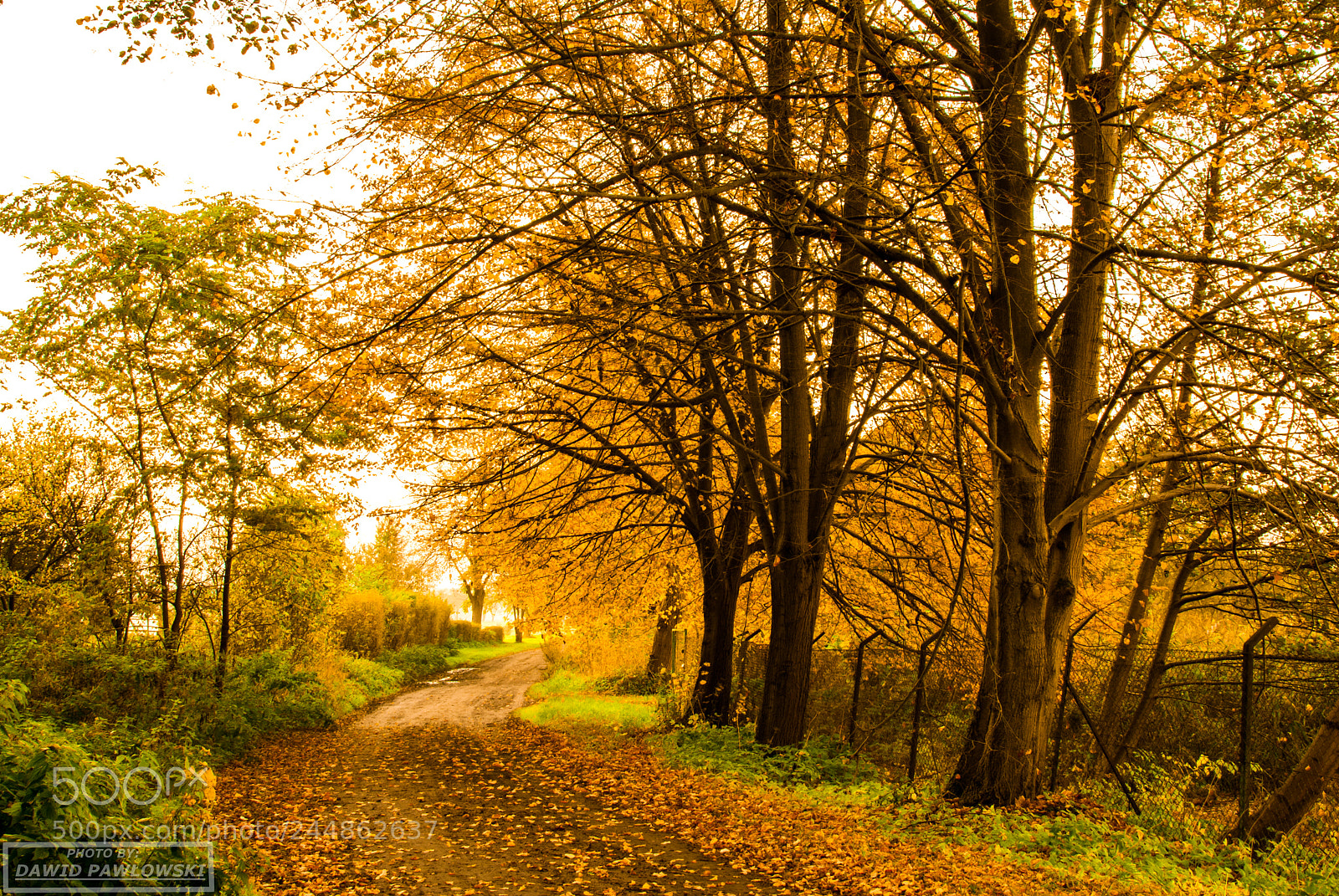 Nikon D200 sample photo. Golden autumn photography