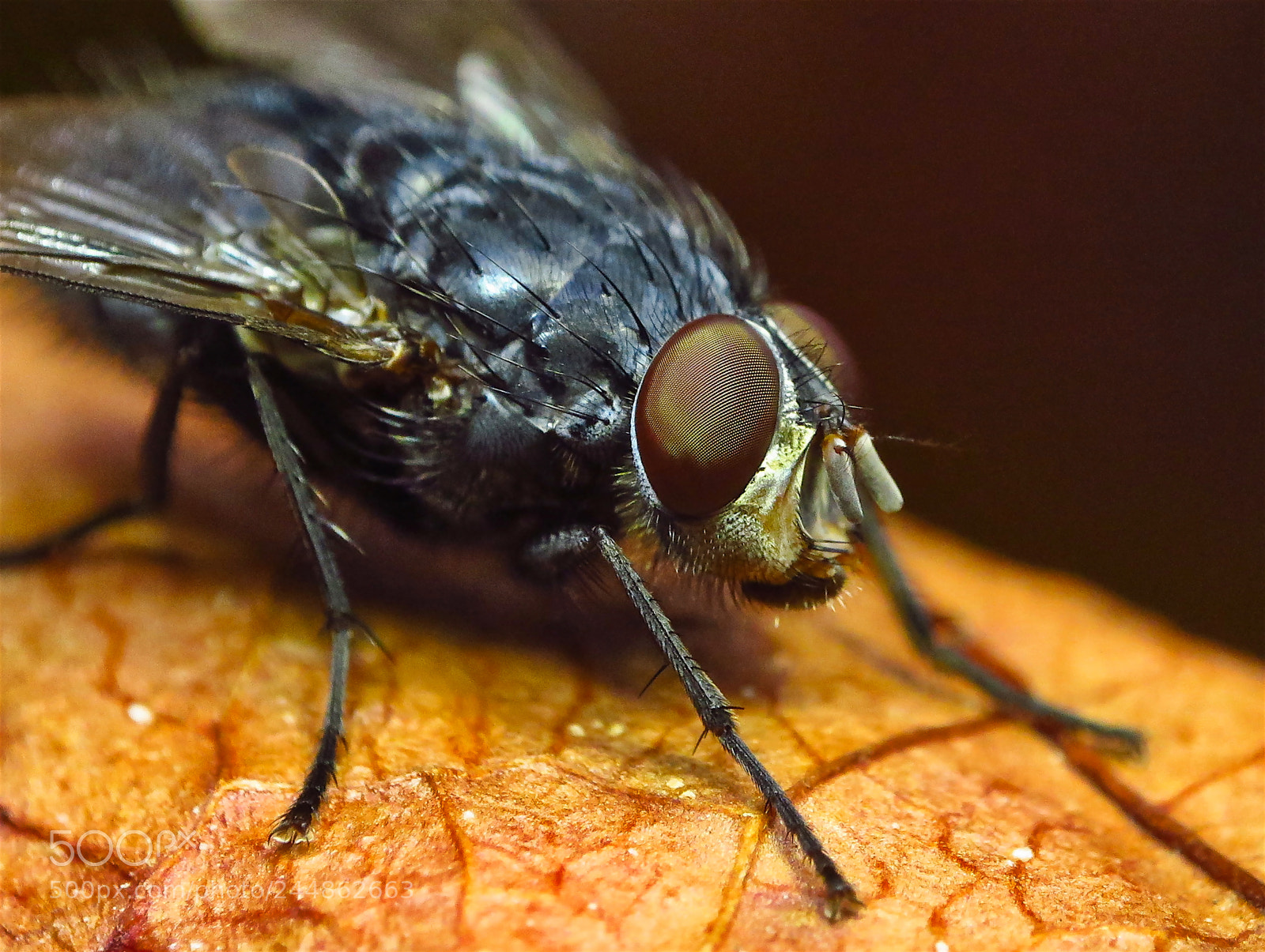 Canon PowerShot S120 sample photo. A muscidae fly photography