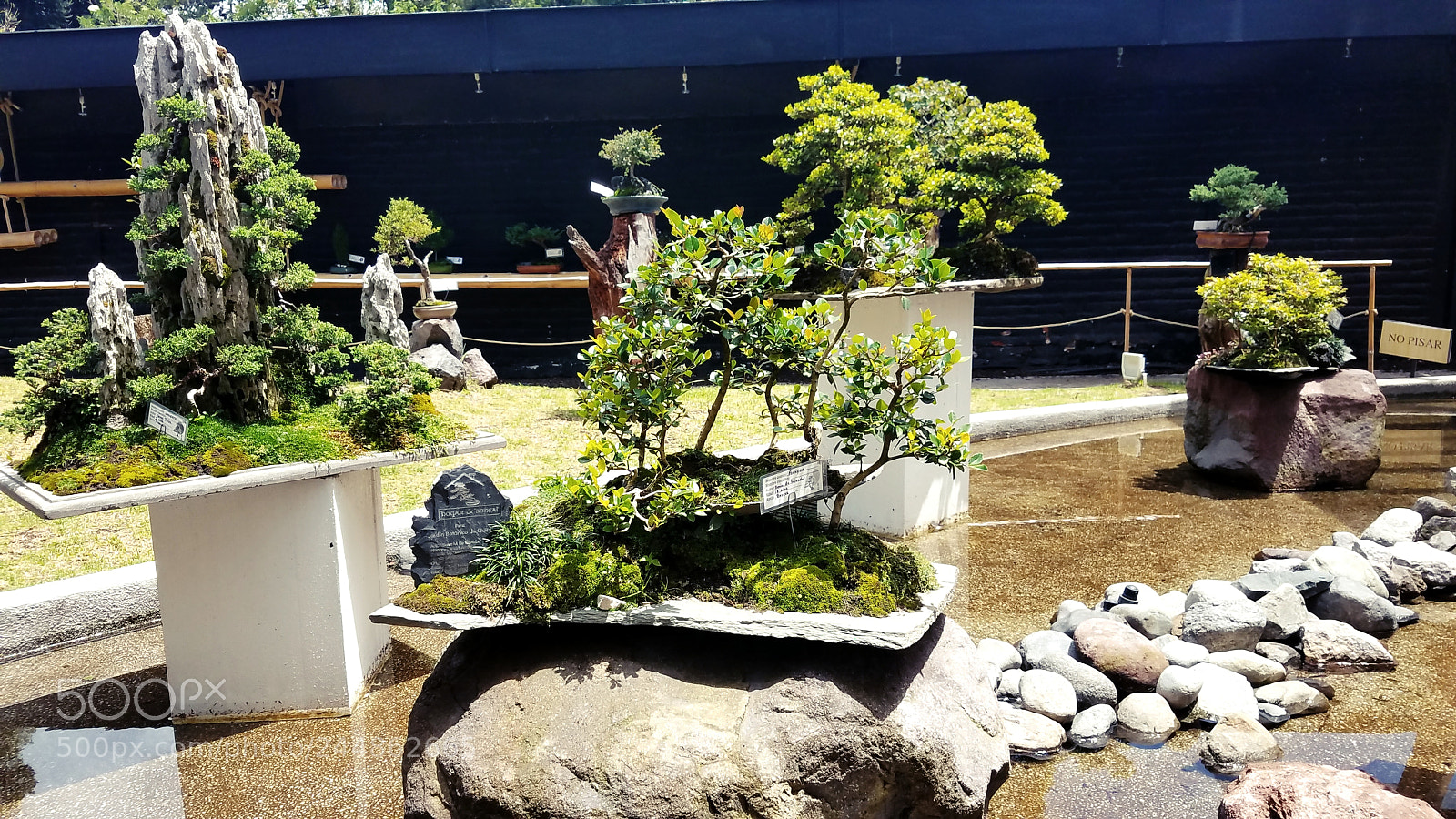 Samsung Galaxy S7 sample photo. Bonsai-botanic garden photography