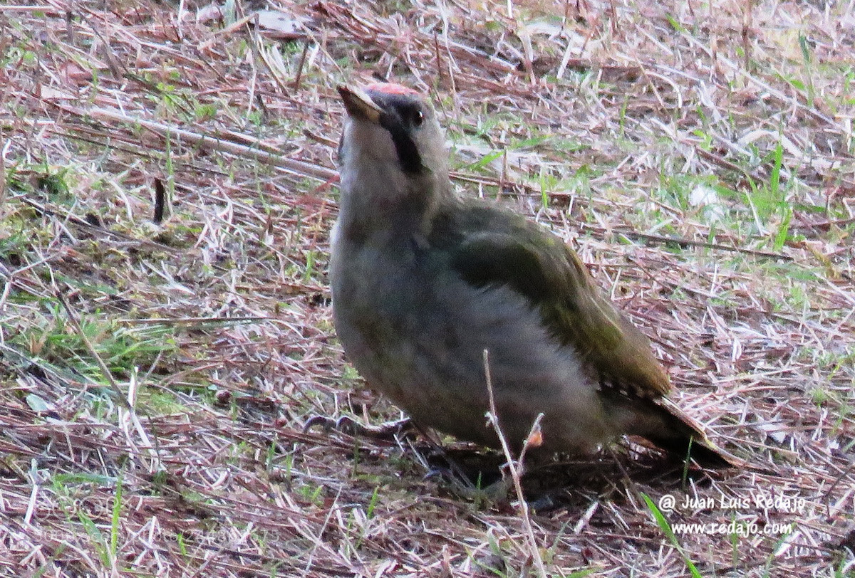 Canon PowerShot SX60 HS sample photo. Picus viridis photography