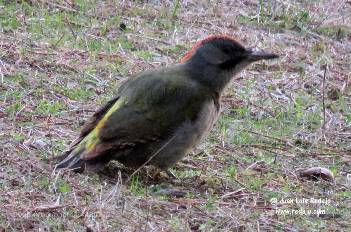 Canon PowerShot SX60 HS sample photo. Picus viridis photography