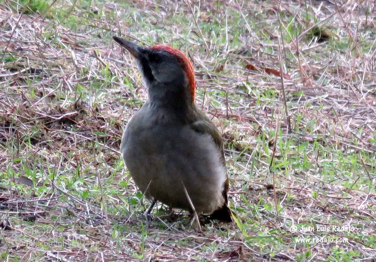 Canon PowerShot SX60 HS sample photo. Picus viridis photography