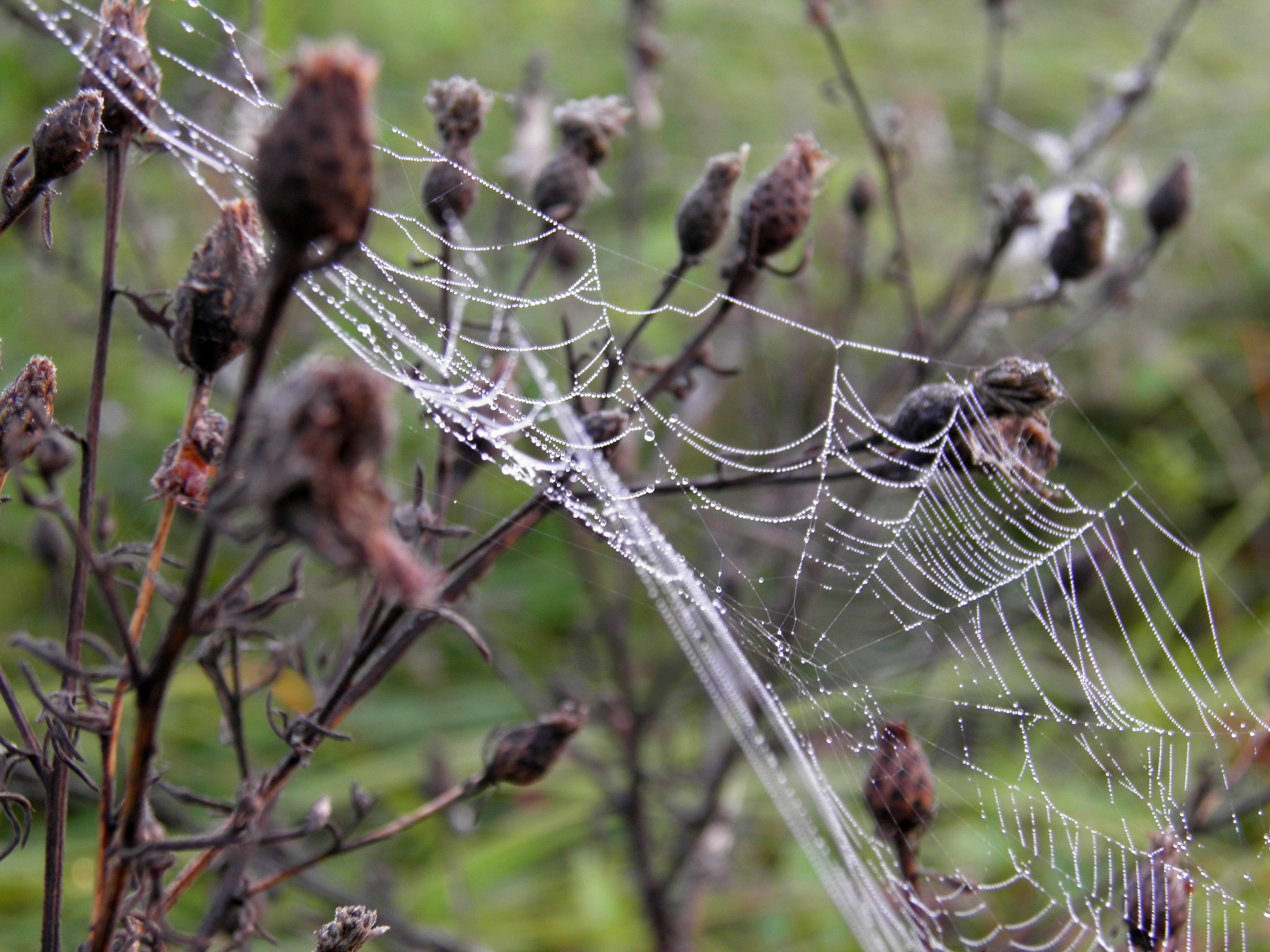 Olympus SP800UZ sample photo. Spiderweb photography
