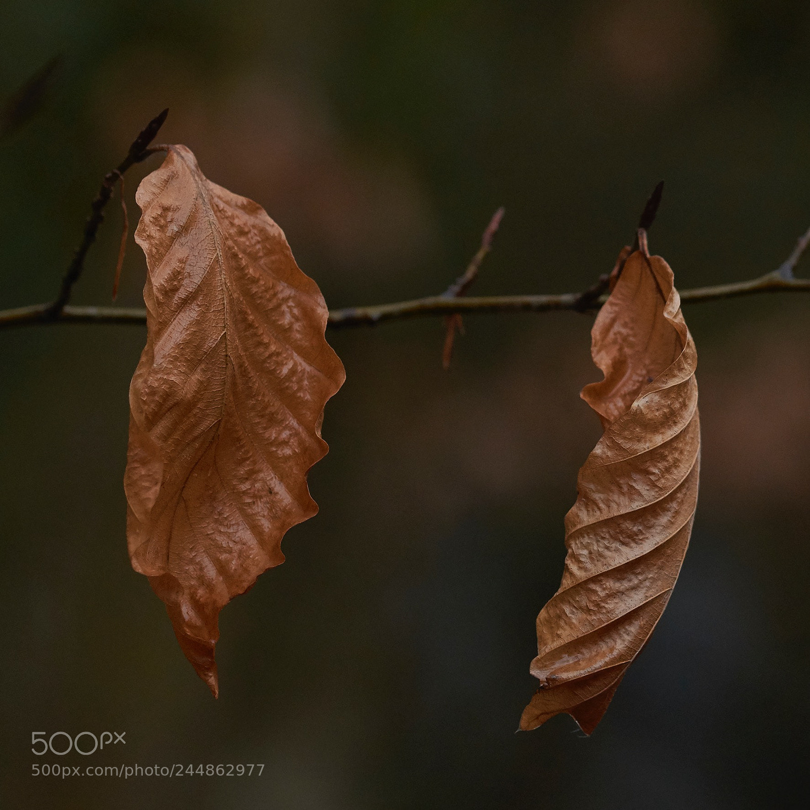 Nikon D7200 sample photo. Old leaves new buds photography