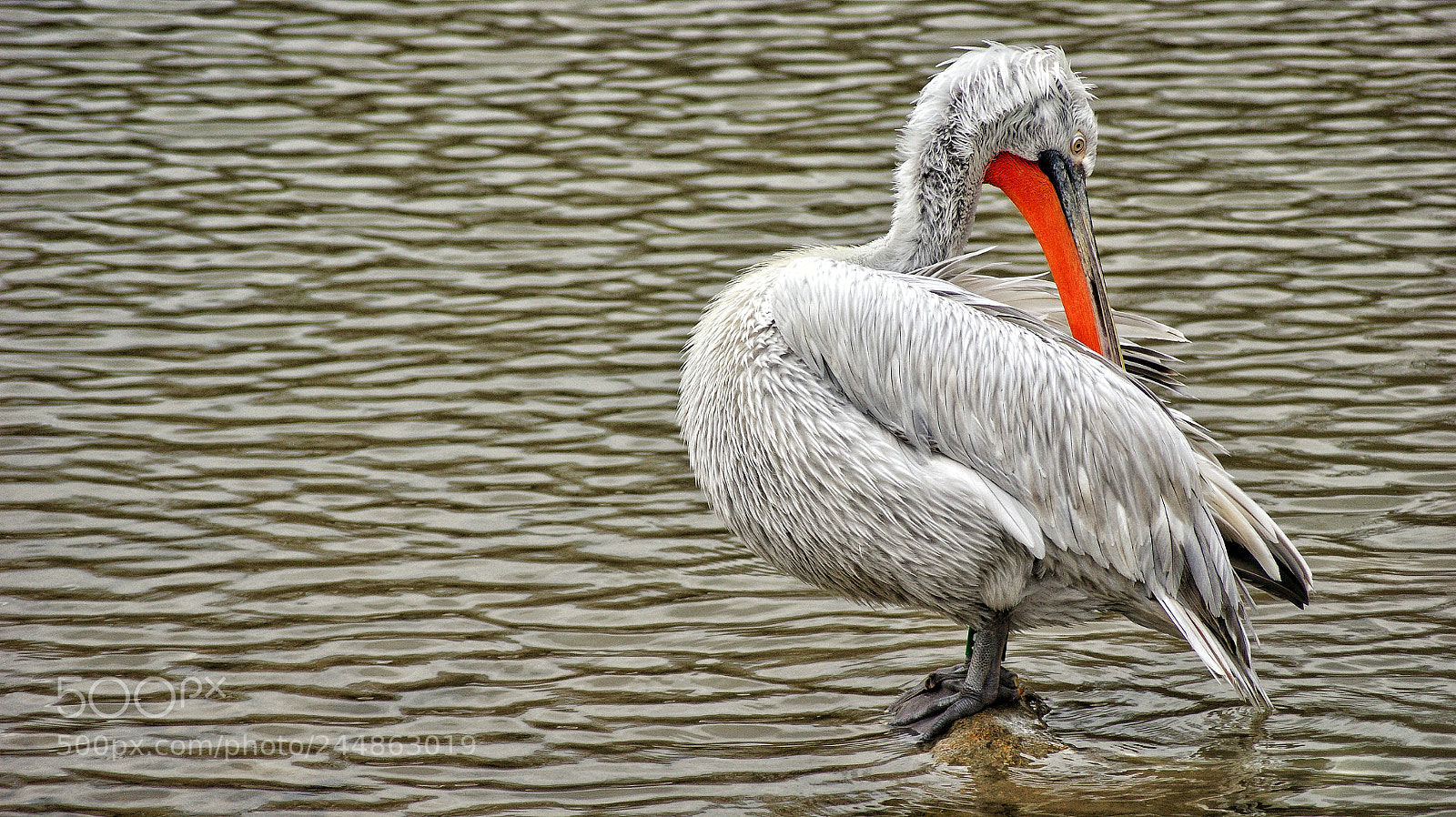 Sony Alpha DSLR-A350 sample photo. Untitled photography