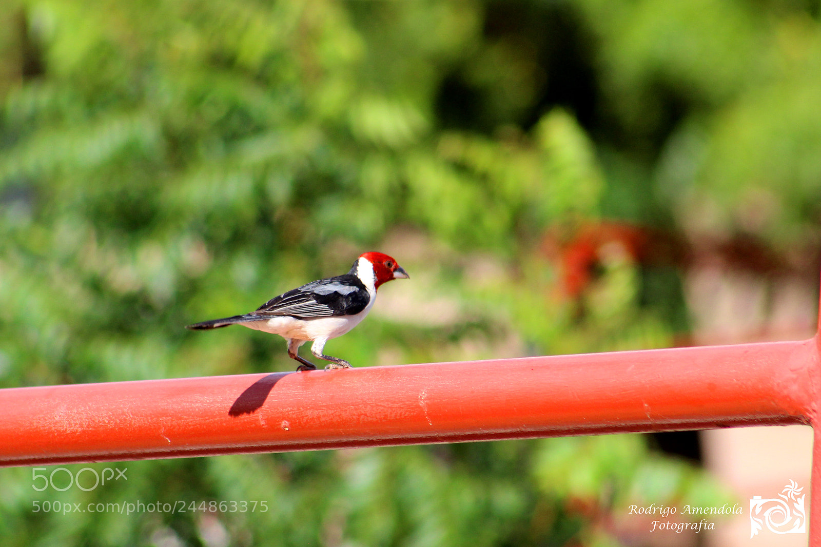 Canon EOS 600D (Rebel EOS T3i / EOS Kiss X5) sample photo. Birds of brazil photography