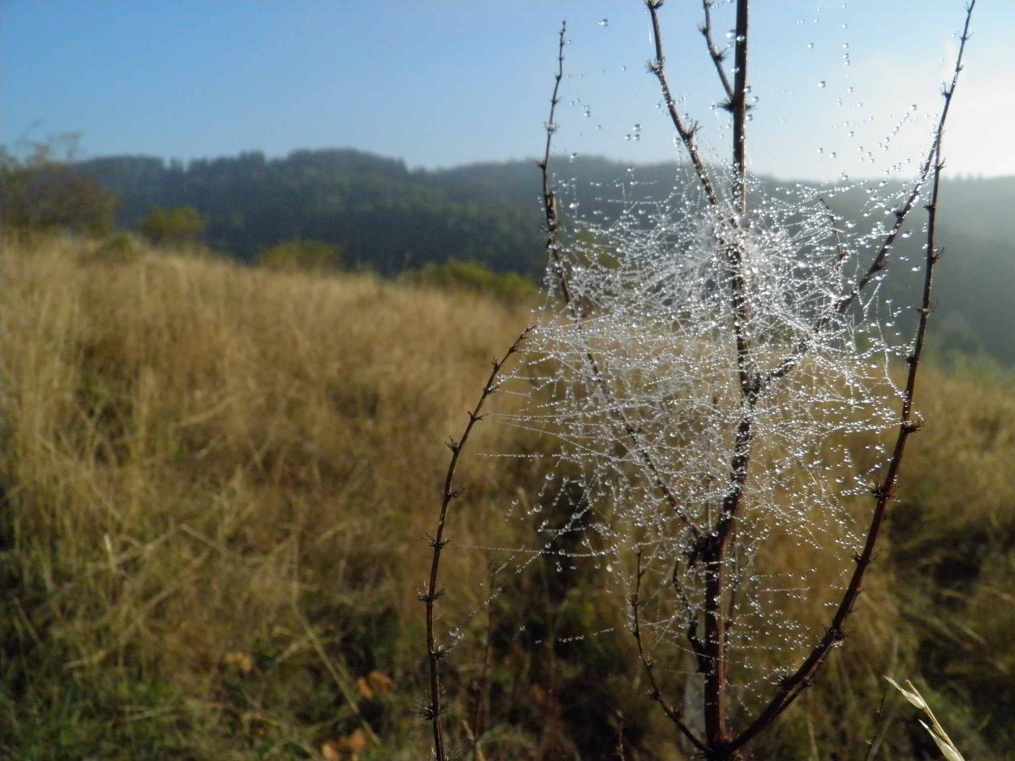 Olympus SP800UZ sample photo. Spiderweb photography