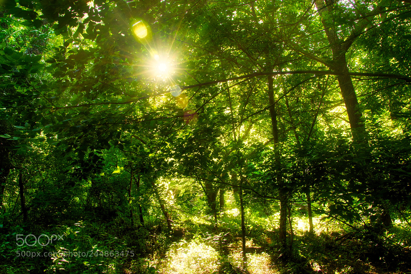 Nikon D7100 sample photo. Sunbeams in the forest photography