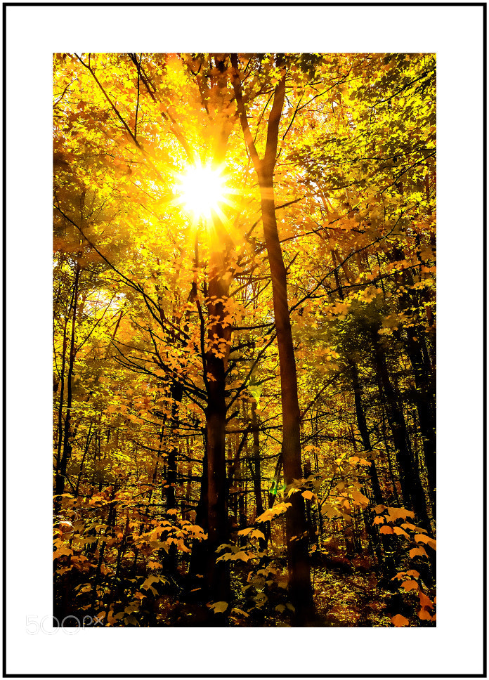 Nikon D800 sample photo. Woods photography
