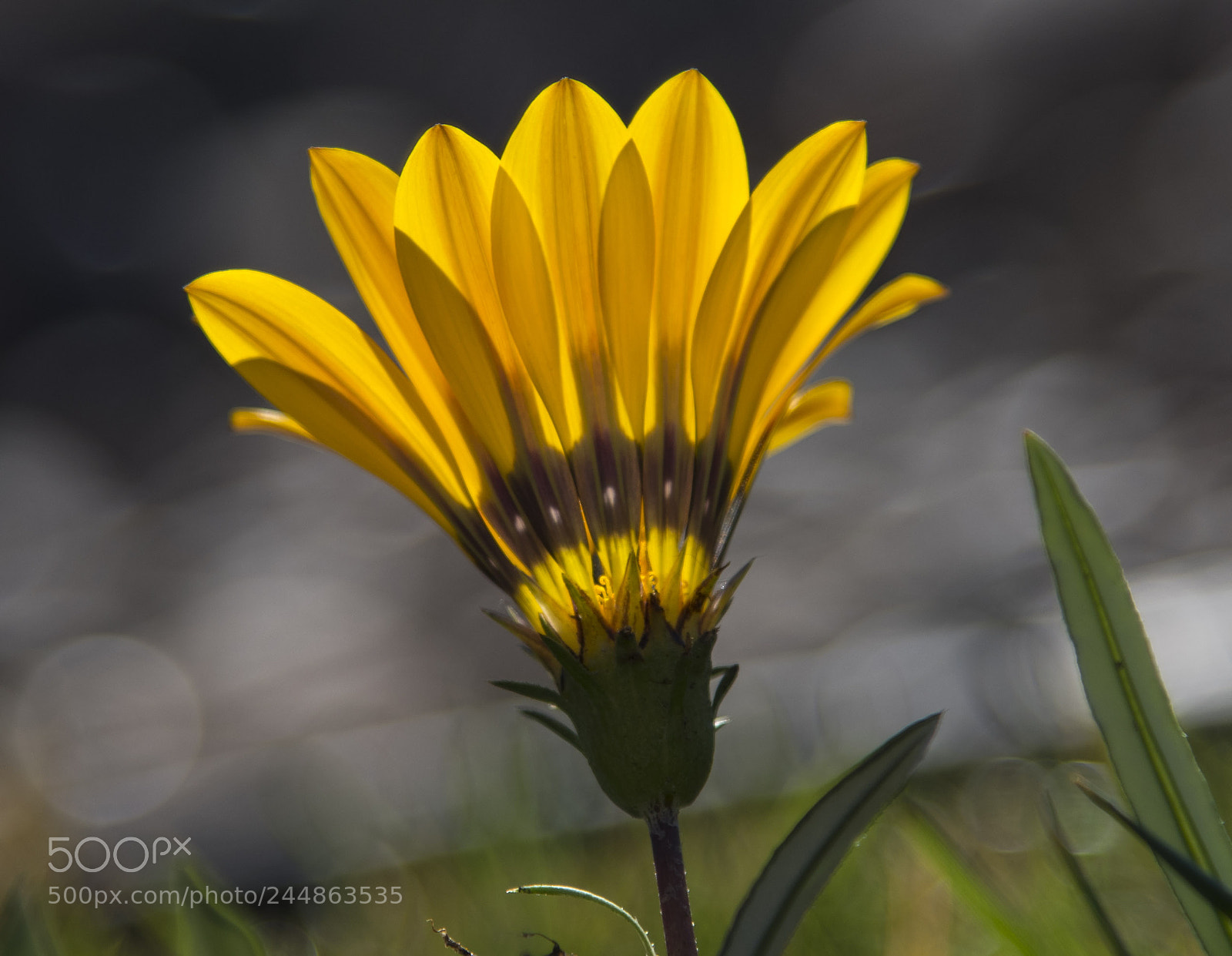 Nikon D810 sample photo. Untitled photography